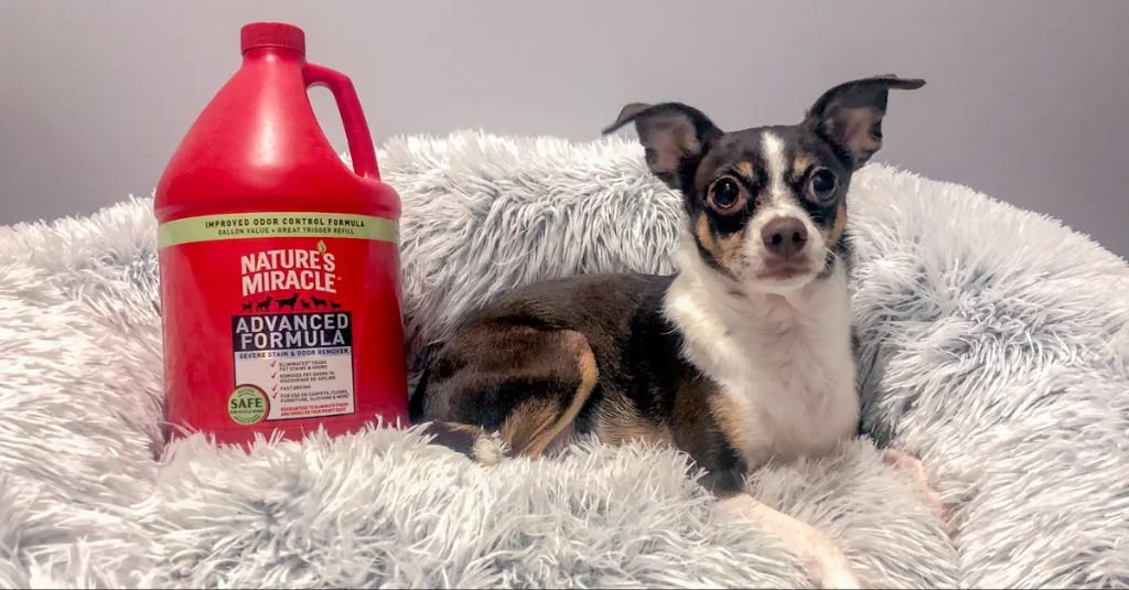 spraying a cleaning solution on a dog bed