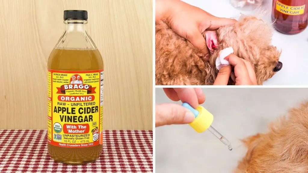 spraying vinegar repellent on dog's paws