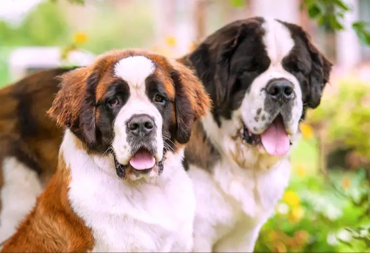 st. bernards are known for being extremely gentle and tolerant with children.