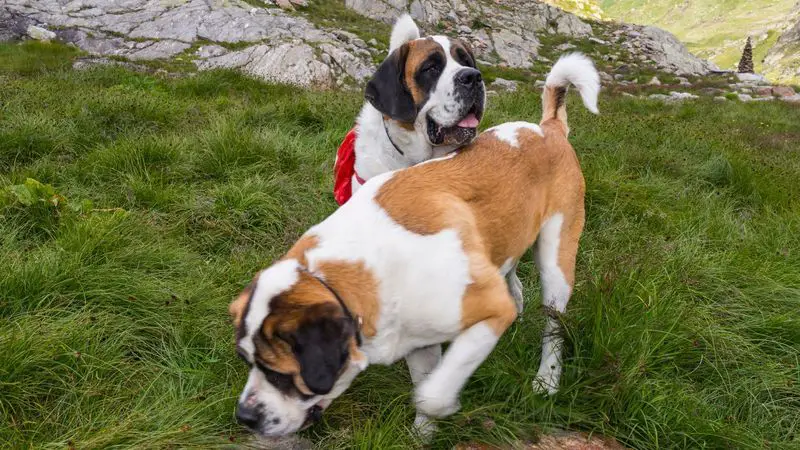 st. bernards were bred by monks specifically for alpine rescue work, not as guard dogs.