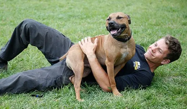 staff training with dogs