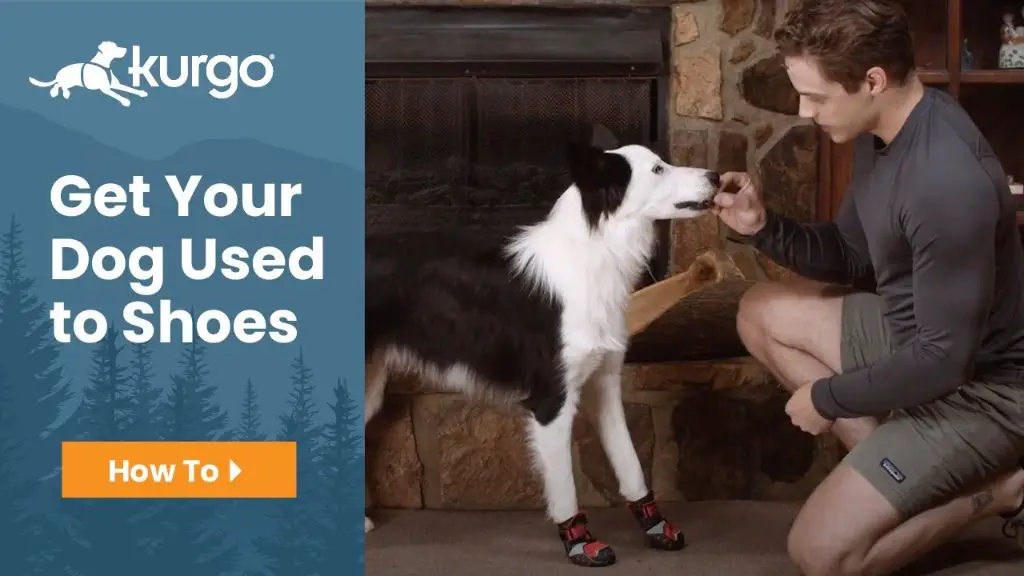 start by getting dogs used to wearing shoes on land