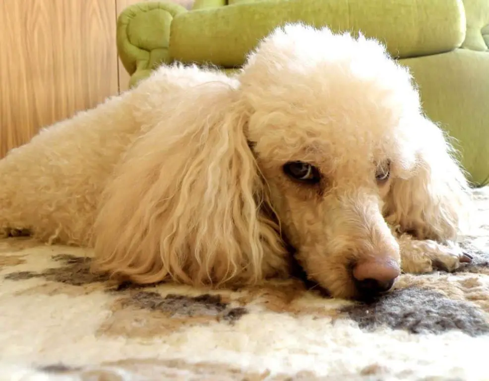 studies show poodles often suffer from separation anxiety when left alone