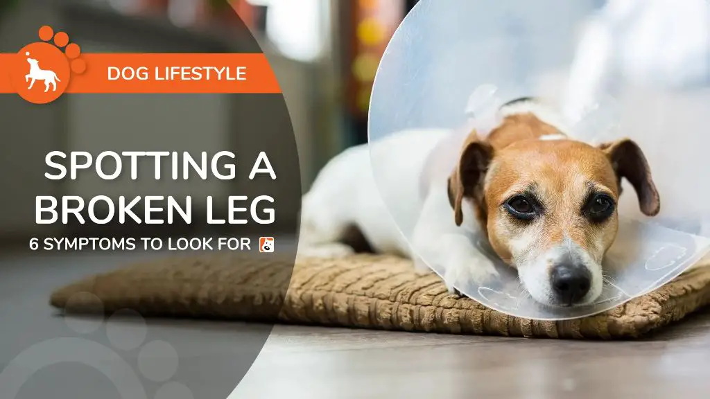 how-can-i-tell-if-my-dogs-leg-is-broken-or-just-sprained-dog-lovers-hub