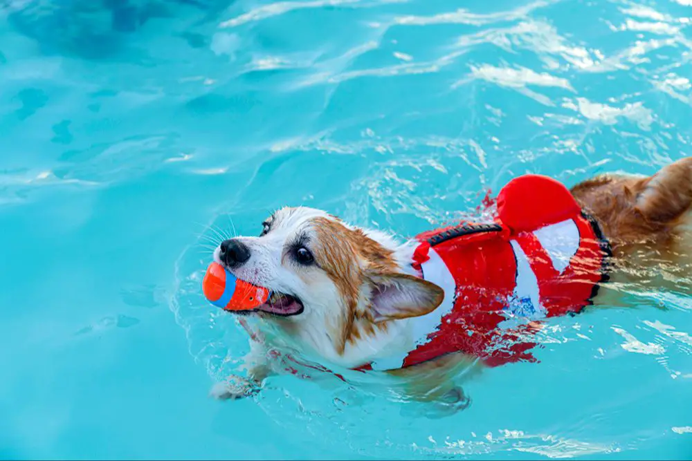 swimming provides dogs physical exercise and fun