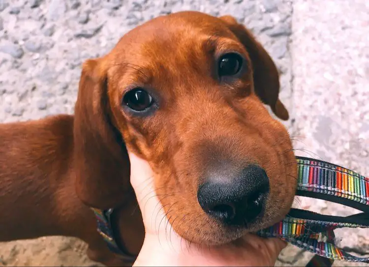 swollen dog muzzle after mosquito bite