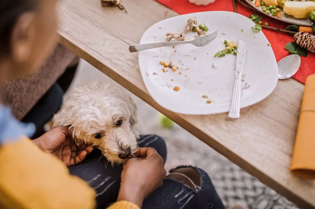 table scraps for dogs