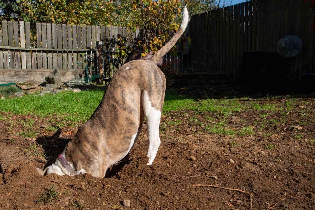 technique for properly burying dog waste