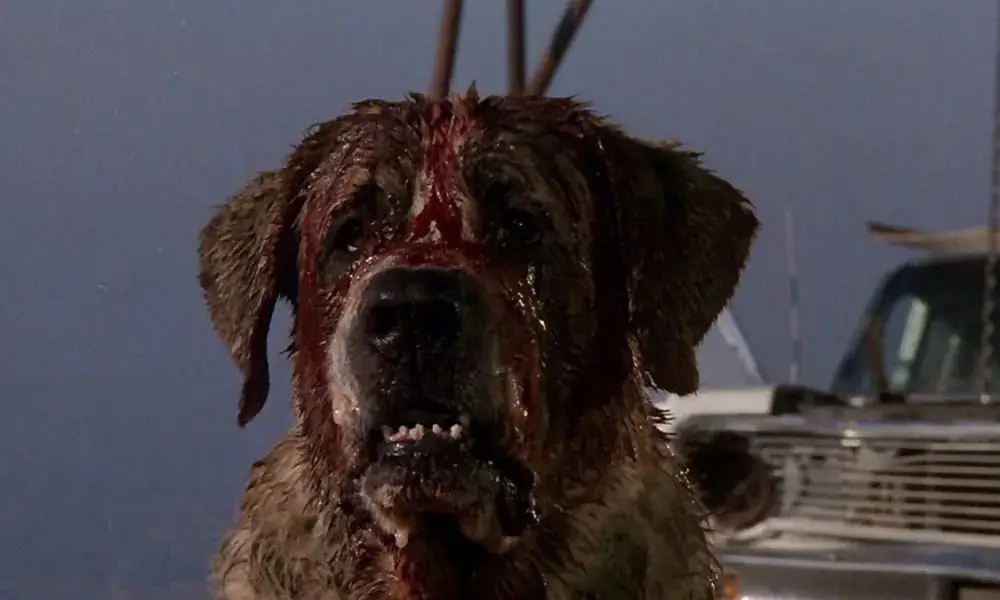 ted the dog who played cujo