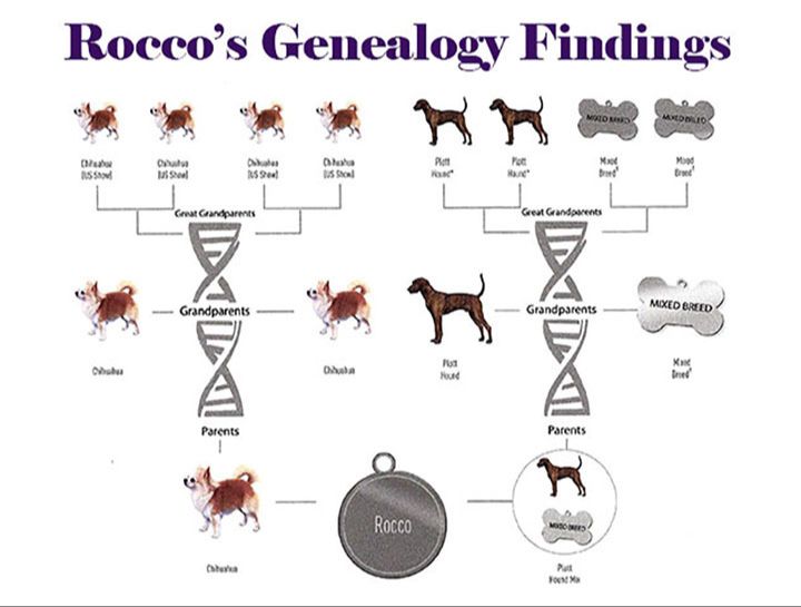 testing dogs for genetic diseases before breeding