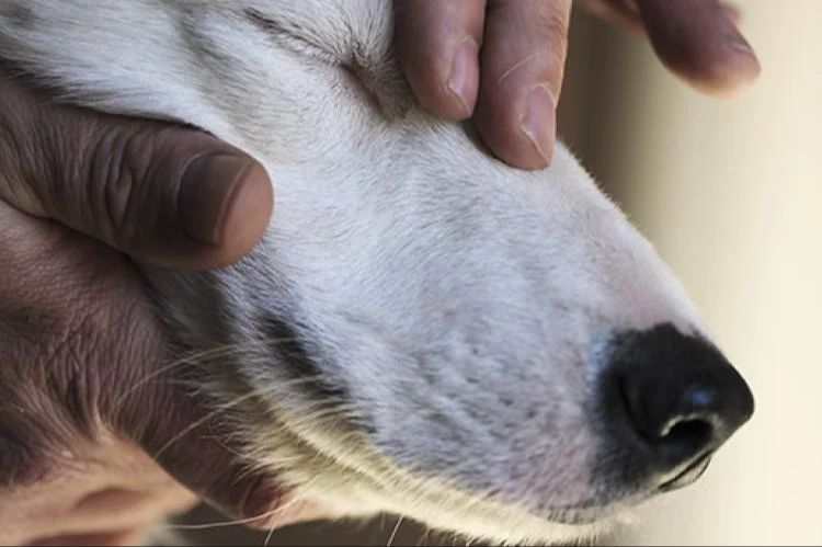 testing touch sensitivity on a dog's paw in a study.