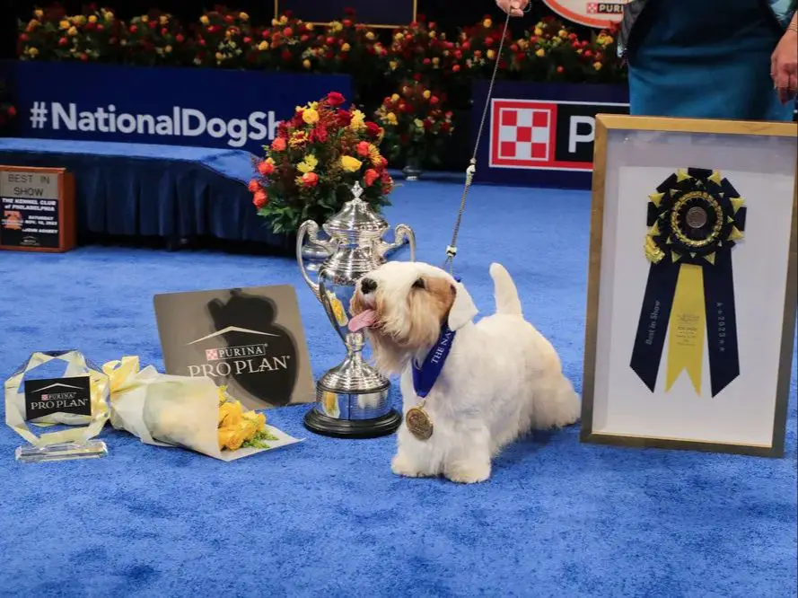 the 2023 national dog show airs on nbc on thanksgiving day, november 23rd, showing top dogs competing for best in show at the kennel club of philadelphia event.