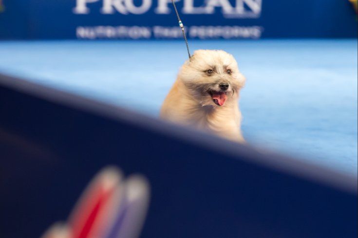 the 2023 national dog show competition takes place on november 18-19 at the greater philadelphia expo center in oaks, pennsylvania.