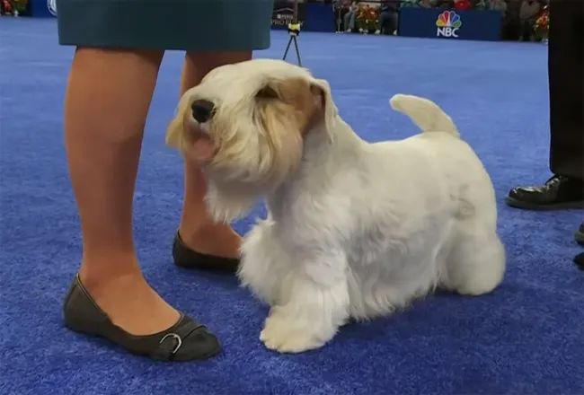the 2023 national dog show winner was stache the sealyham terrier, handled by owner heather helmer to his first best in show victory.