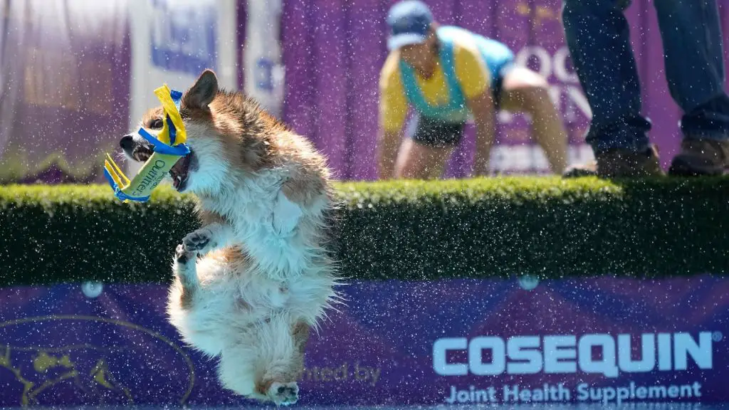 the 2023 westminster dog show competition spans multiple days in early may at the usta billie jean king national tennis center in queens, new york.