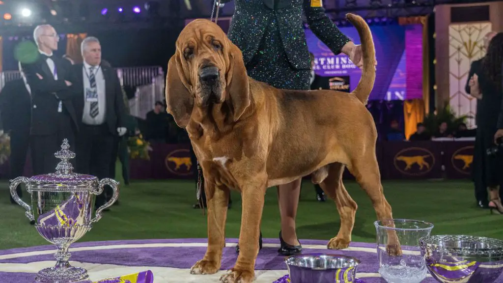 the 2024 westminster dog show competition airs live on fox sports 1 on may 13th from 8-11pm et and may 14th from 7:30-11pm et.