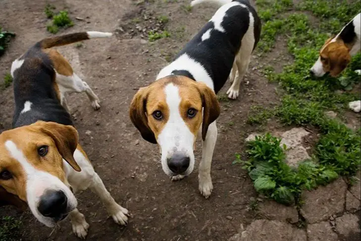 the american foxhound breed of dog