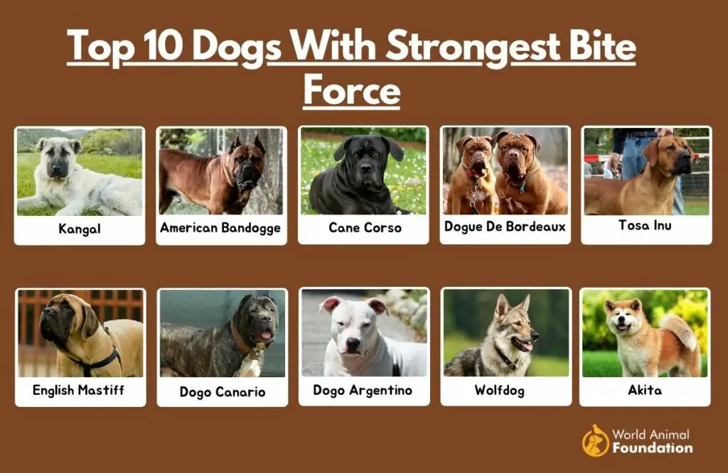 the bandog has the top bite force among dogs at over 700 psi