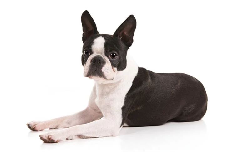 the boston terrier breed of dog