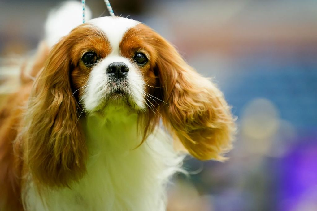 the cavalier king charles spaniel, a frequent top contender at westminster