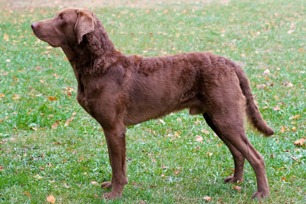 the chesapeake bay retriever dog breed