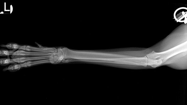 the cost for a medium sized dog's x-ray