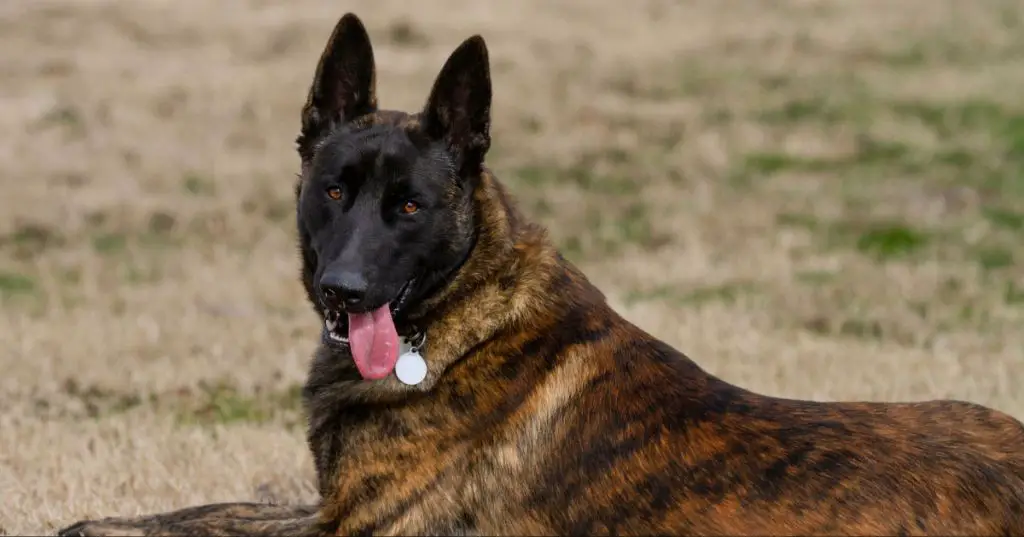 the dutch shepherd's 224 psi bite makes it well-suited for police work