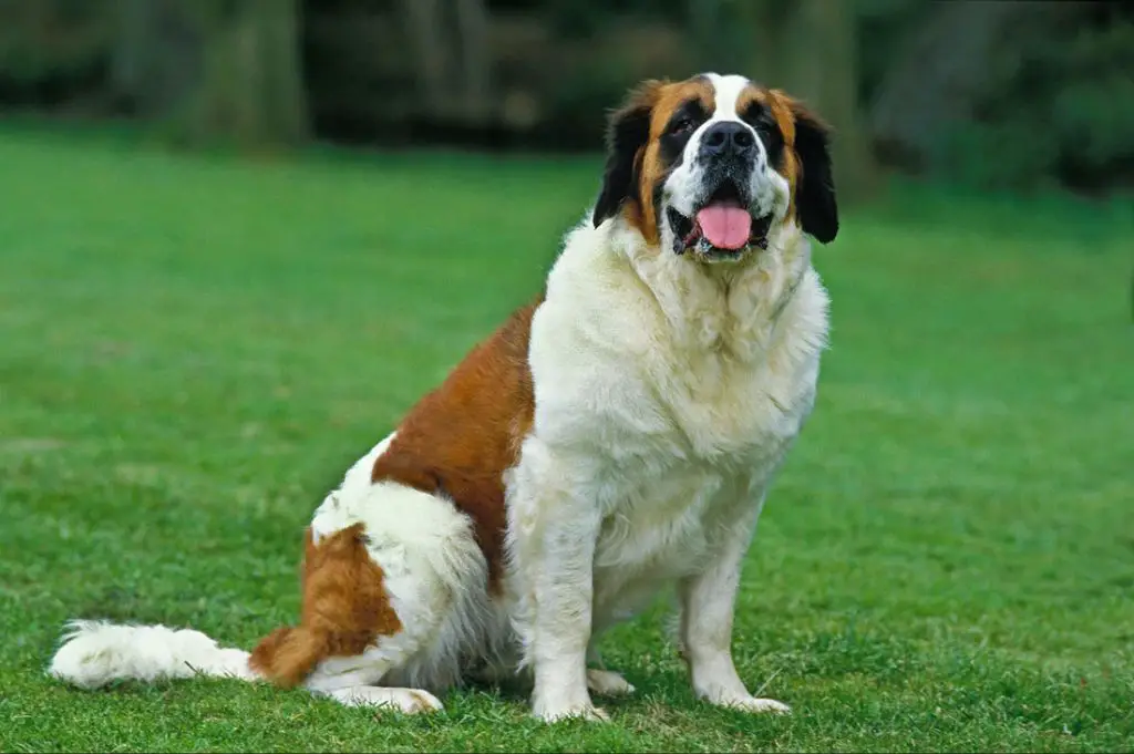 the friendly, docile temperament of st. bernards makes them poor choices as guard dogs.