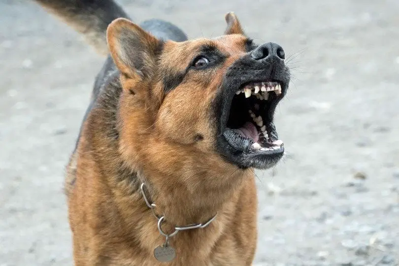 the german shepherd's 238 psi bite is one of the strongest in dogs