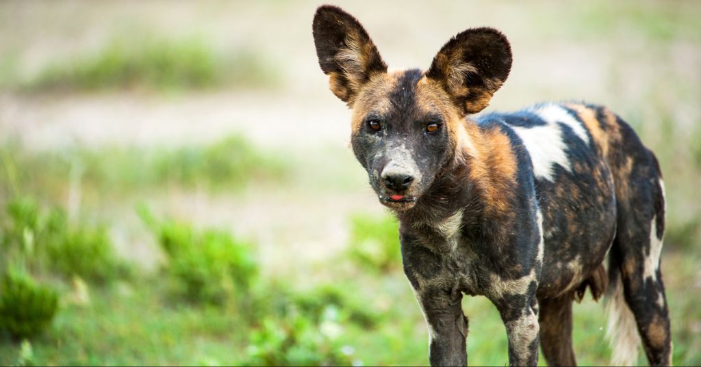 the high caloric needs of wild dogs