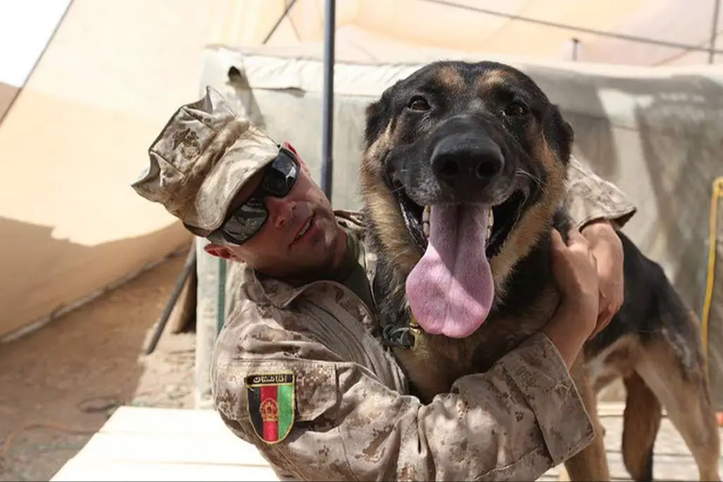 the impact of military working dogs
