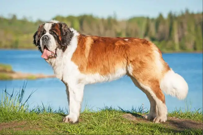the imposing presence of giant breeds like saint bernards makes them excellent guard dogs.