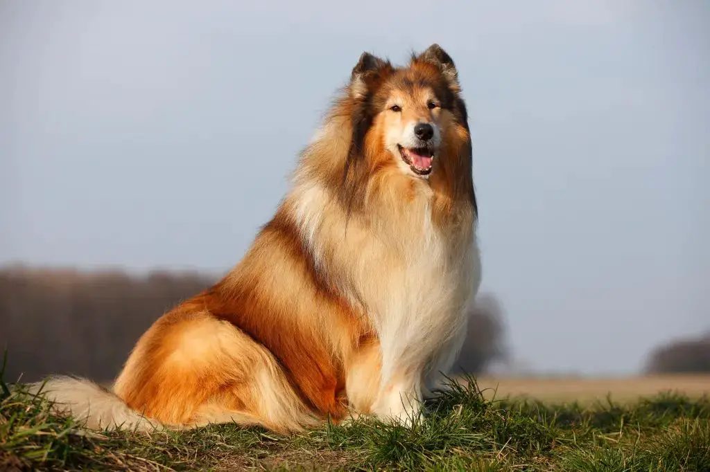 the lassie dogs were trained using techniques focused on patience, firmness and positive reinforcement.