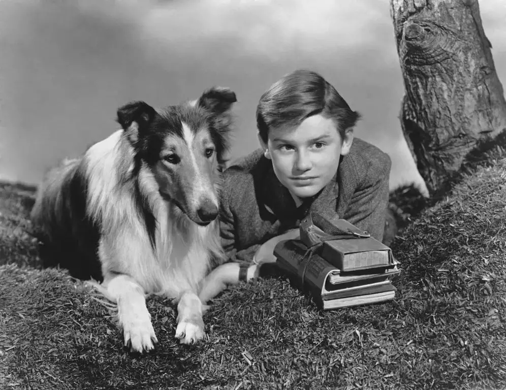 the original lassie dog pal starred in 7 films and the first few years of the tv show before retiring in 1958.