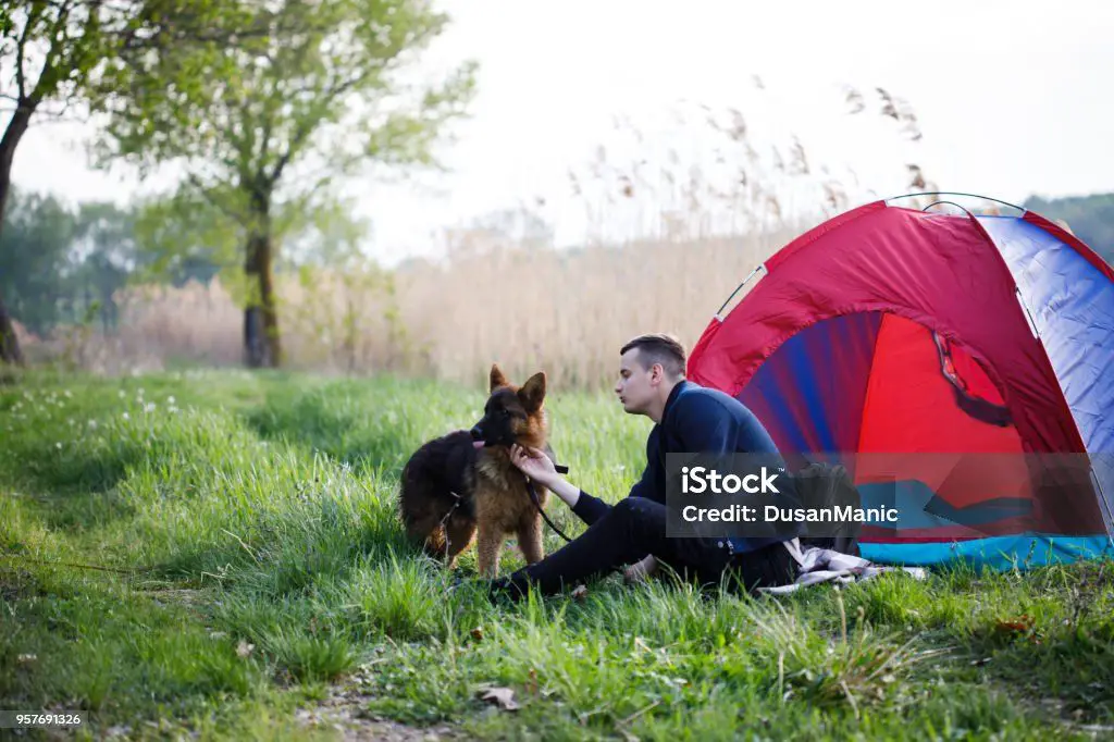 the player petting a dog near a campsite