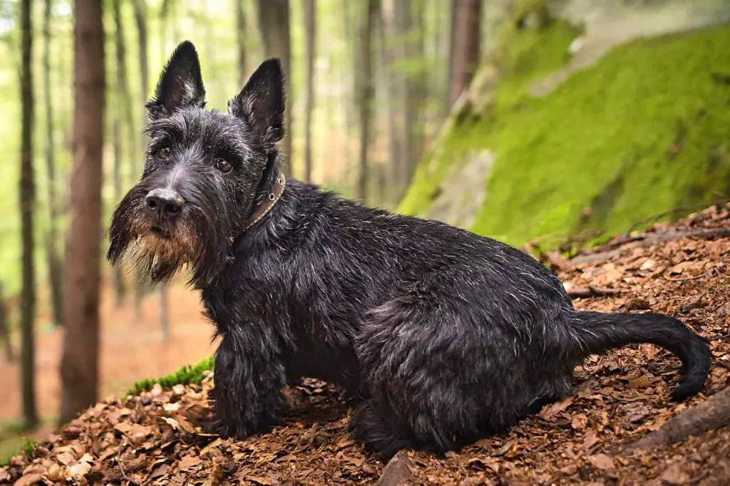 the popularity of the scottish terrier breed has fluctuated over the decades but remains iconic through the monopoly game.