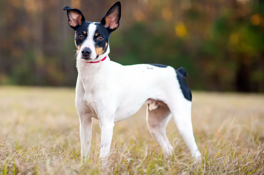 the rat terrier breed of dog