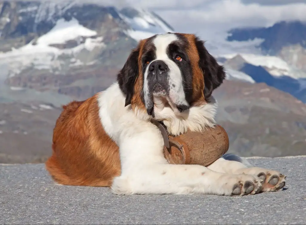the real beethoven dog named chris who was a st. bernard breed