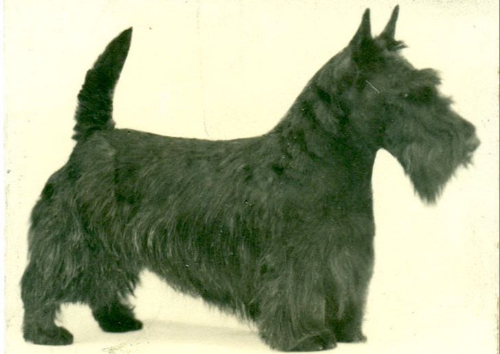 the scottish terrier breed originated as a tough, tenacious small hunter in the scottish highlands centuries ago.