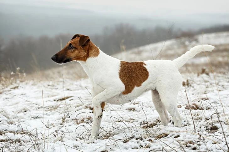 the smooth fox terrier, one of the top best in show winning breeds