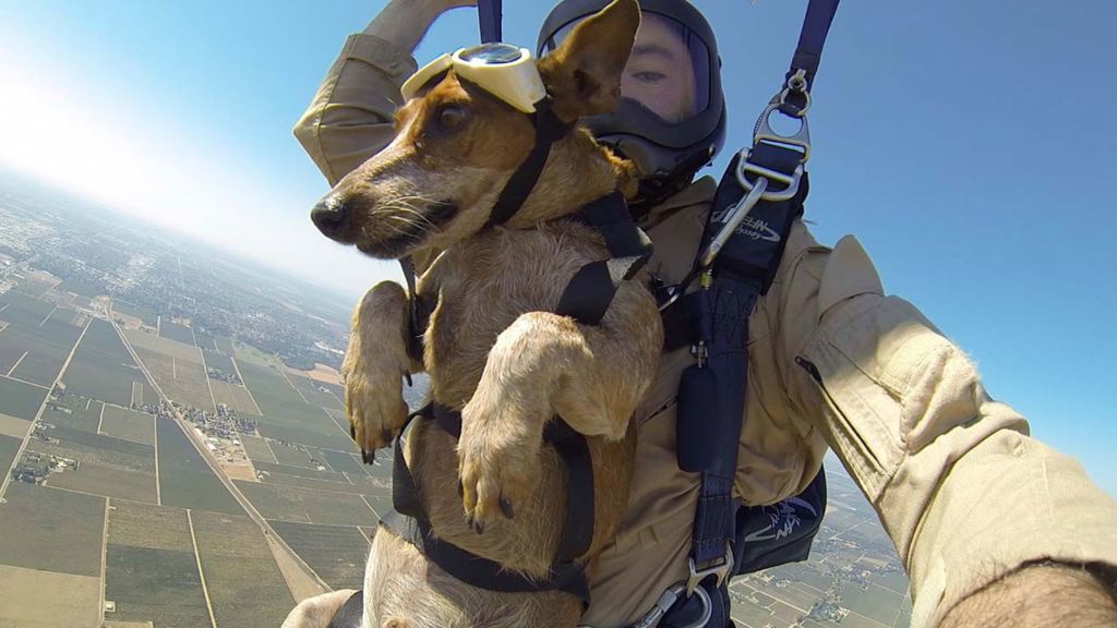 the step-by-step skydiving process with a dog