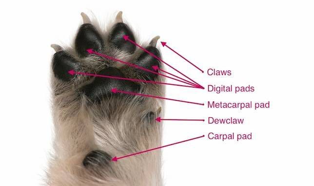 the three main pad types on a dog's paw are digital, metacarpal and carpal.