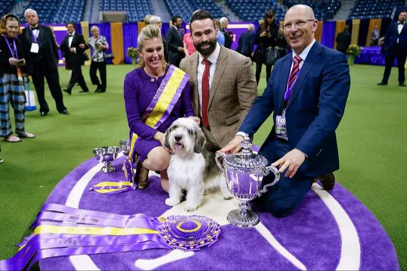 the top award best in show goes to the dog judged to most closely conform to the ideal physical and temperamental standards for its breed.