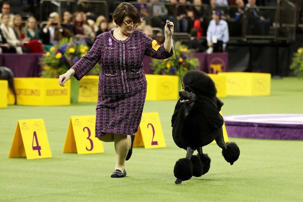 the westminster dog show takes place in february over two days at madison square garden in new york city.