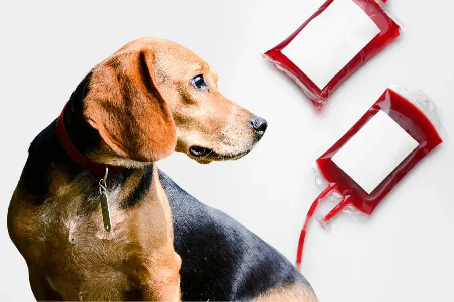 there are over a dozen recognized dog blood types.