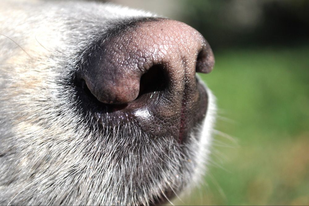 Kennel Cough Got Your Dog Down? The Symptoms You Need to Know Dog