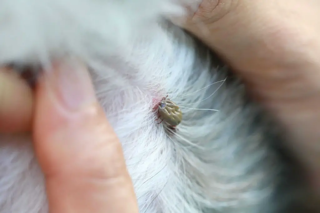 ticks attaching to dogs