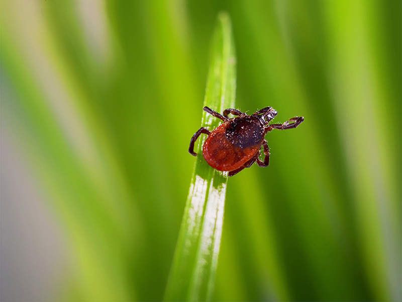 ticks hiding in grass and trees