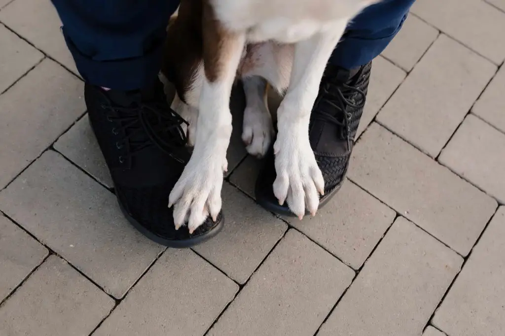 timid small dog staying close to owner's feet at park