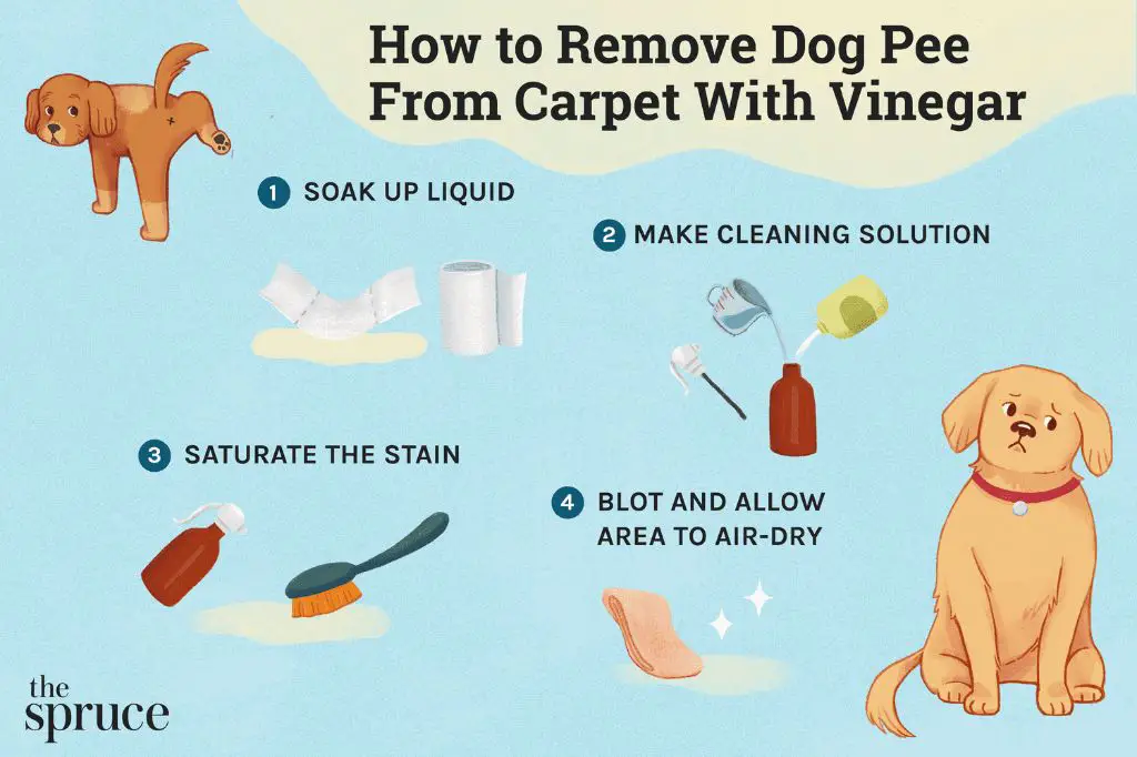 tips for cleaning dog urine smells